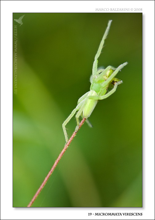 Micrommata virescens