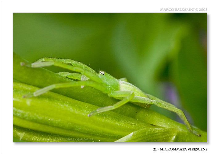 Micrommata virescens