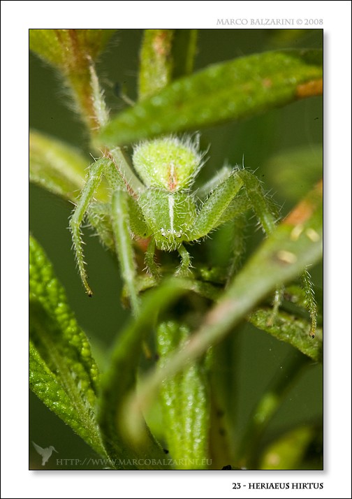 Qualche scatto di Heriaeus  sp.