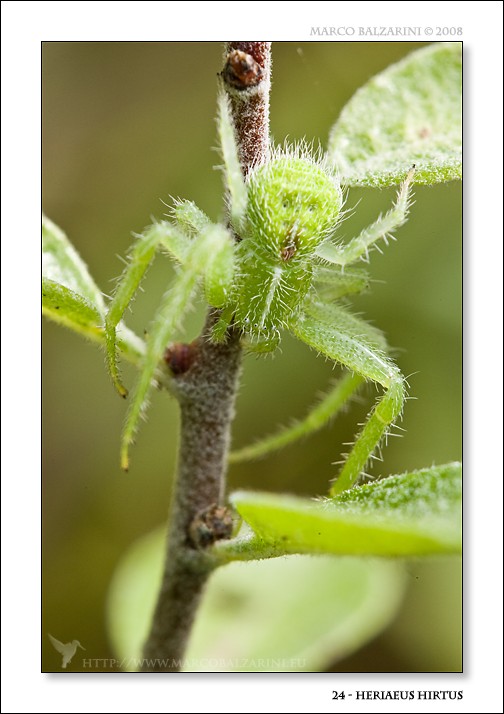 Qualche scatto di Heriaeus  sp.