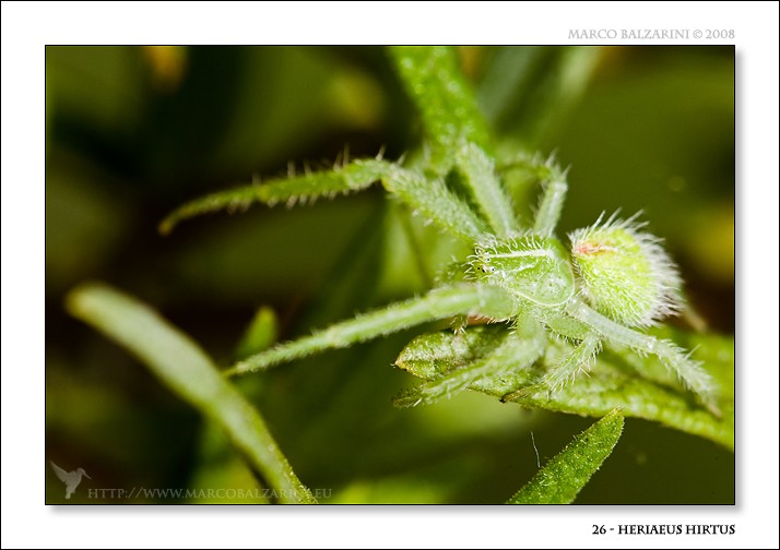 Qualche scatto di Heriaeus  sp.