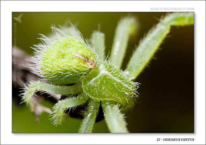 Qualche scatto di Heriaeus  sp.