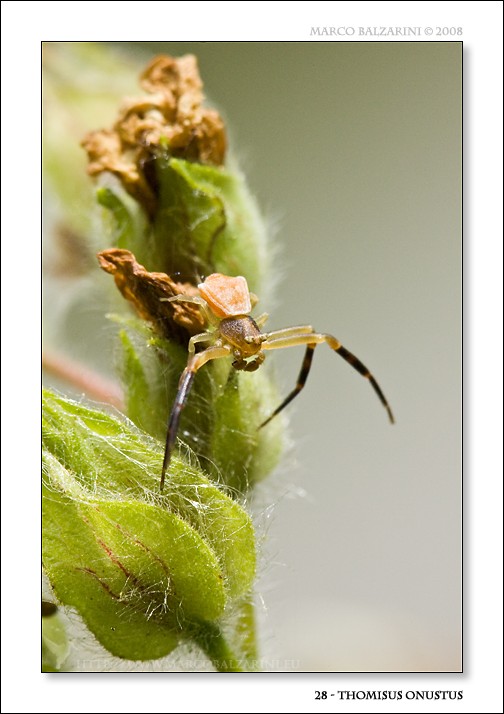 Maschio di Thomisus onustus