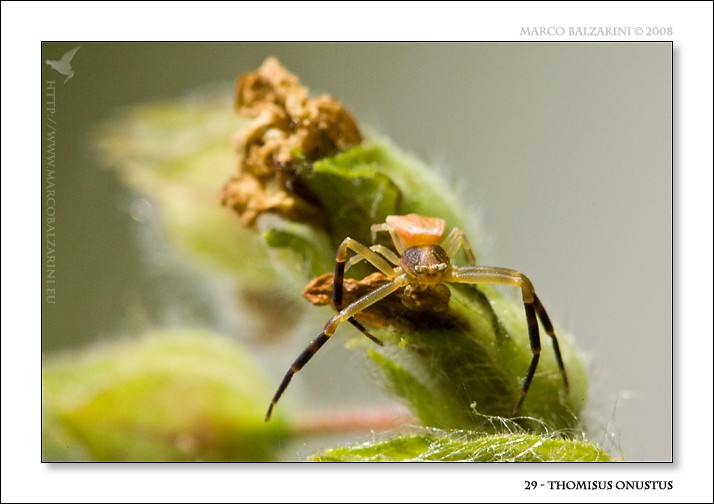 Maschio di Thomisus onustus