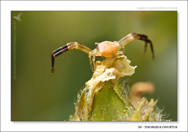 Maschio di Thomisus onustus