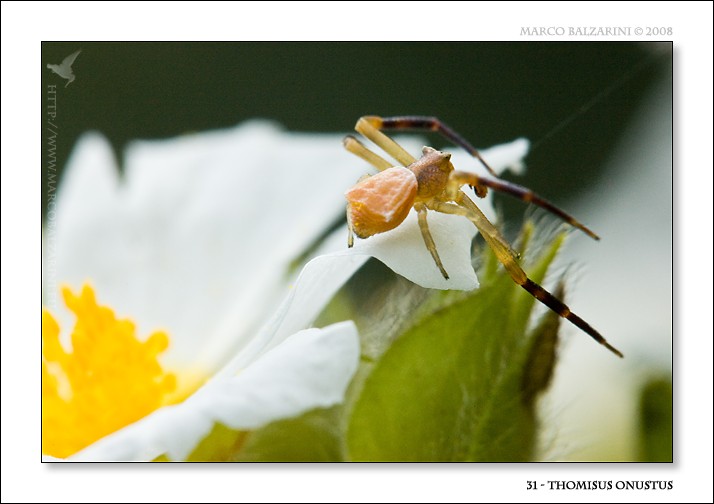 Maschio di Thomisus onustus
