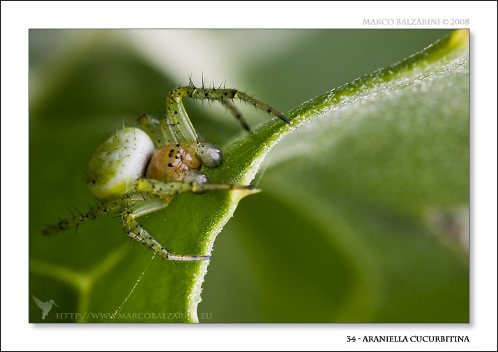 Araniella cucurbitina
