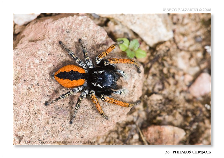 Philaeus chrysops