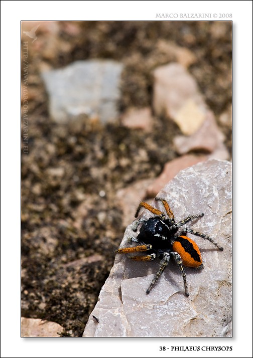Philaeus chrysops