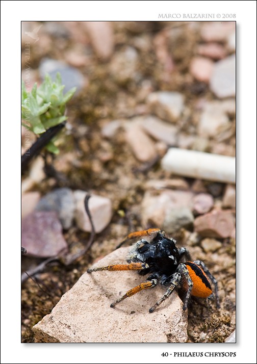 Philaeus chrysops