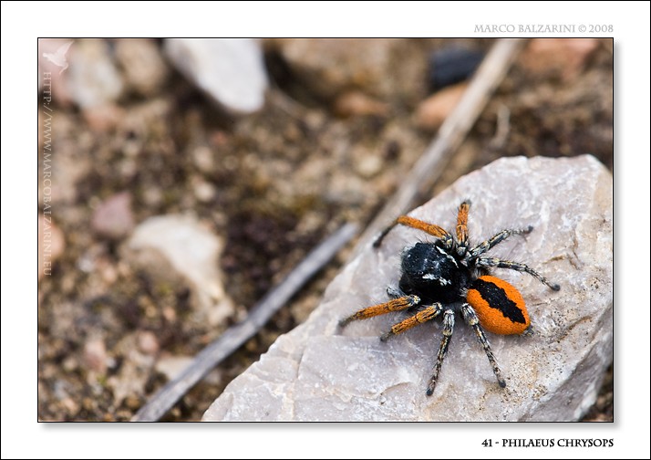 Philaeus chrysops