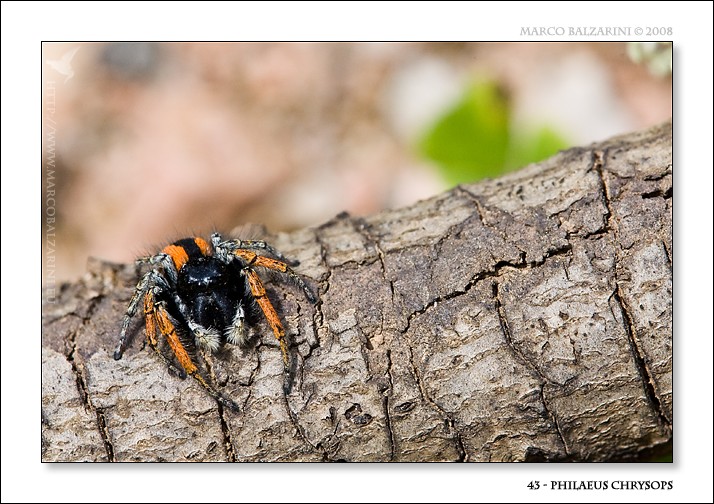 Philaeus chrysops