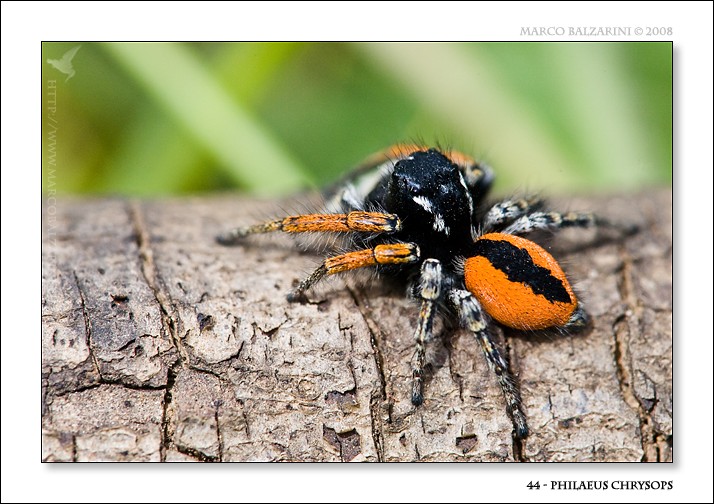 Philaeus chrysops