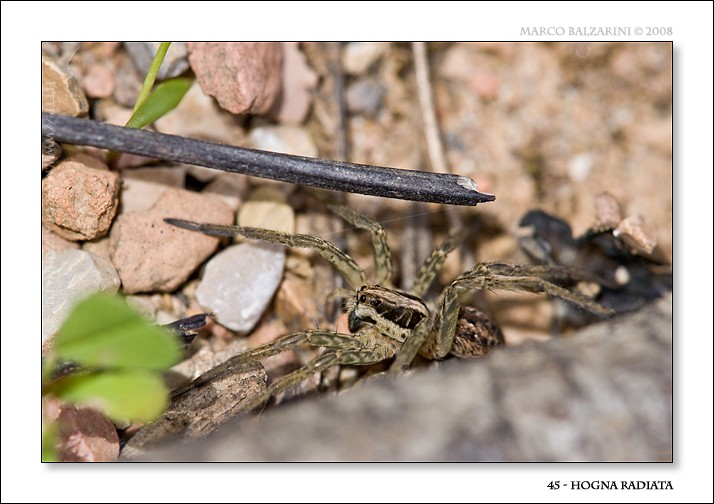 Hogna radiata