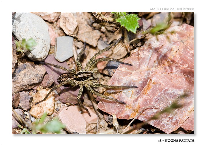 Hogna radiata