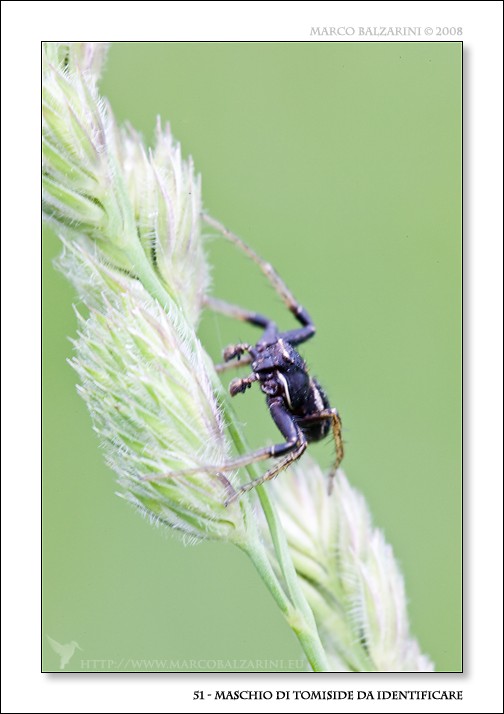 Synaema globosum maschio