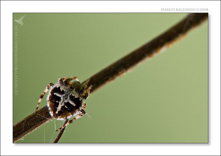 Agalenatea redii