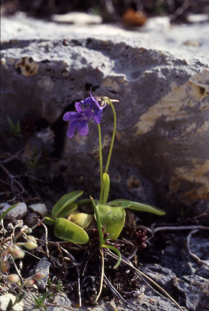 Pinguicula fiorii