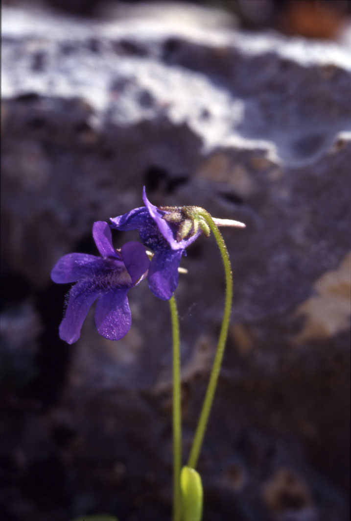 Pinguicula fiorii