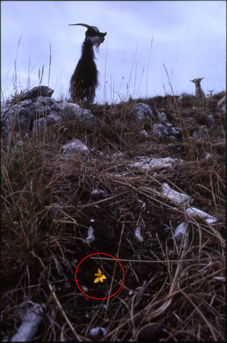 Sternbergia colchiciflora / Zafferanastro appenninico