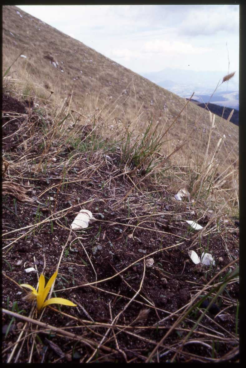 Sternbergia colchiciflora / Zafferanastro appenninico