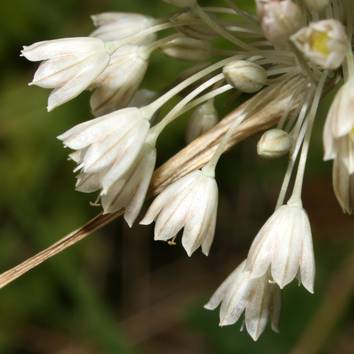 Allium longispathum (=Allium paniculatum) / Aglio a pannocchia