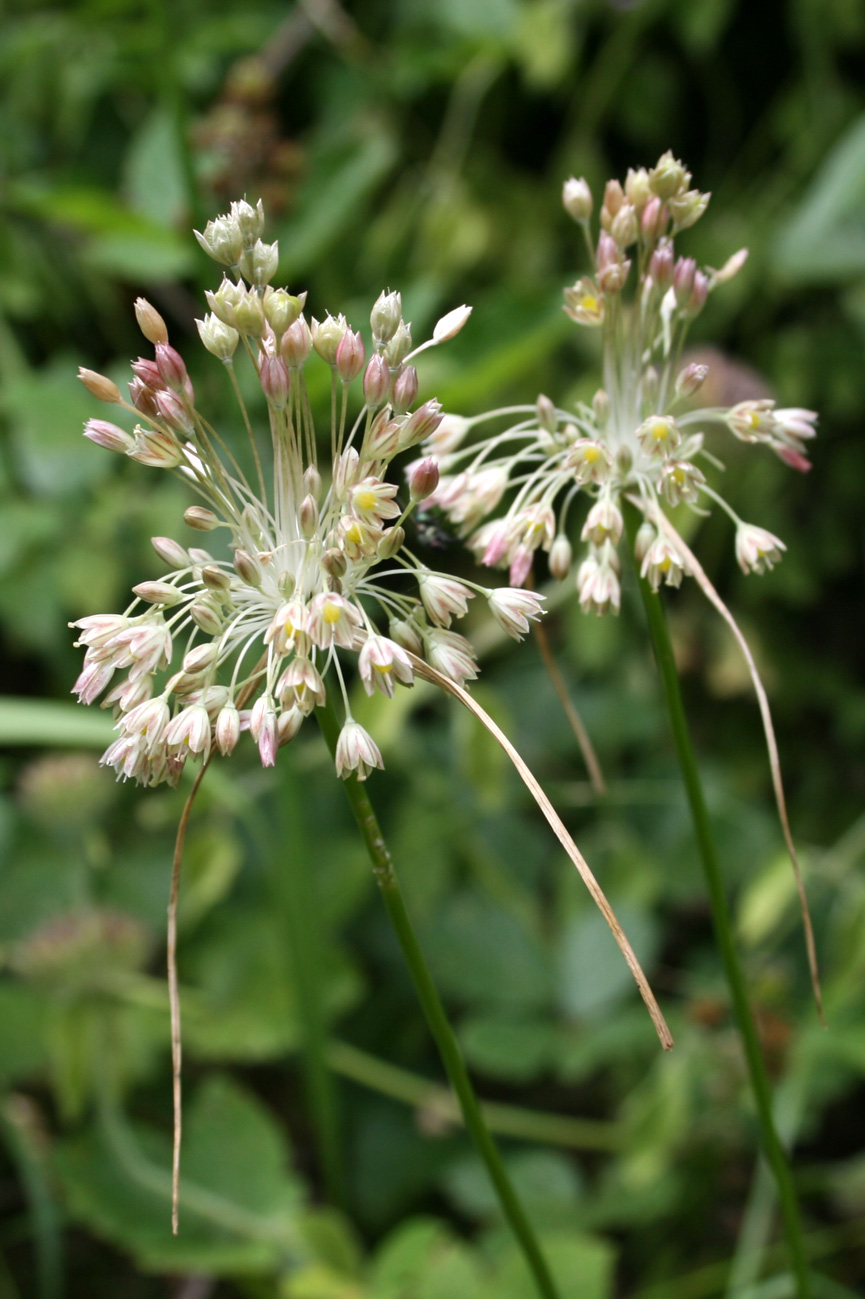 Allium longispathum (=Allium paniculatum) / Aglio a pannocchia