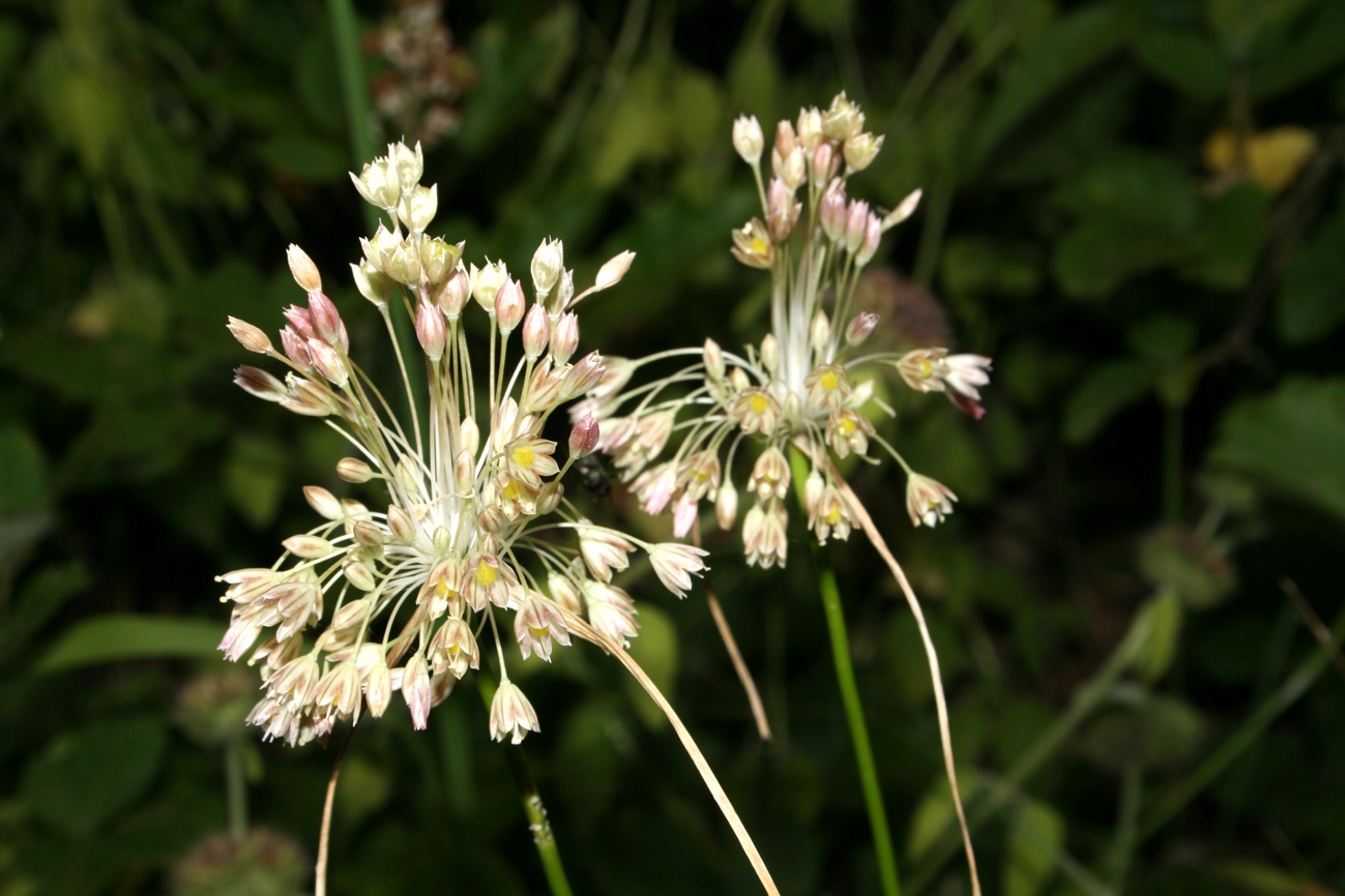 Allium longispathum (=Allium paniculatum) / Aglio a pannocchia