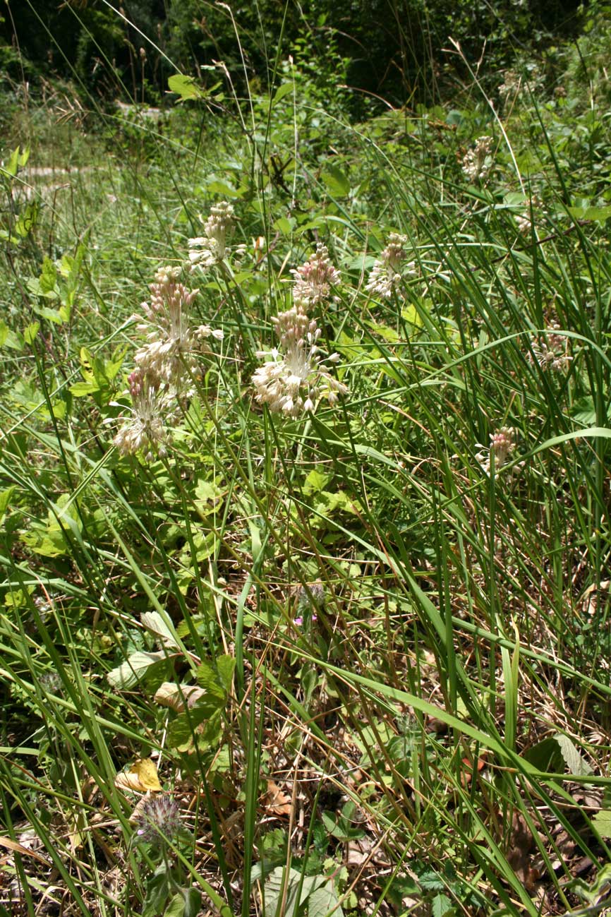 Allium longispathum (=Allium paniculatum) / Aglio a pannocchia