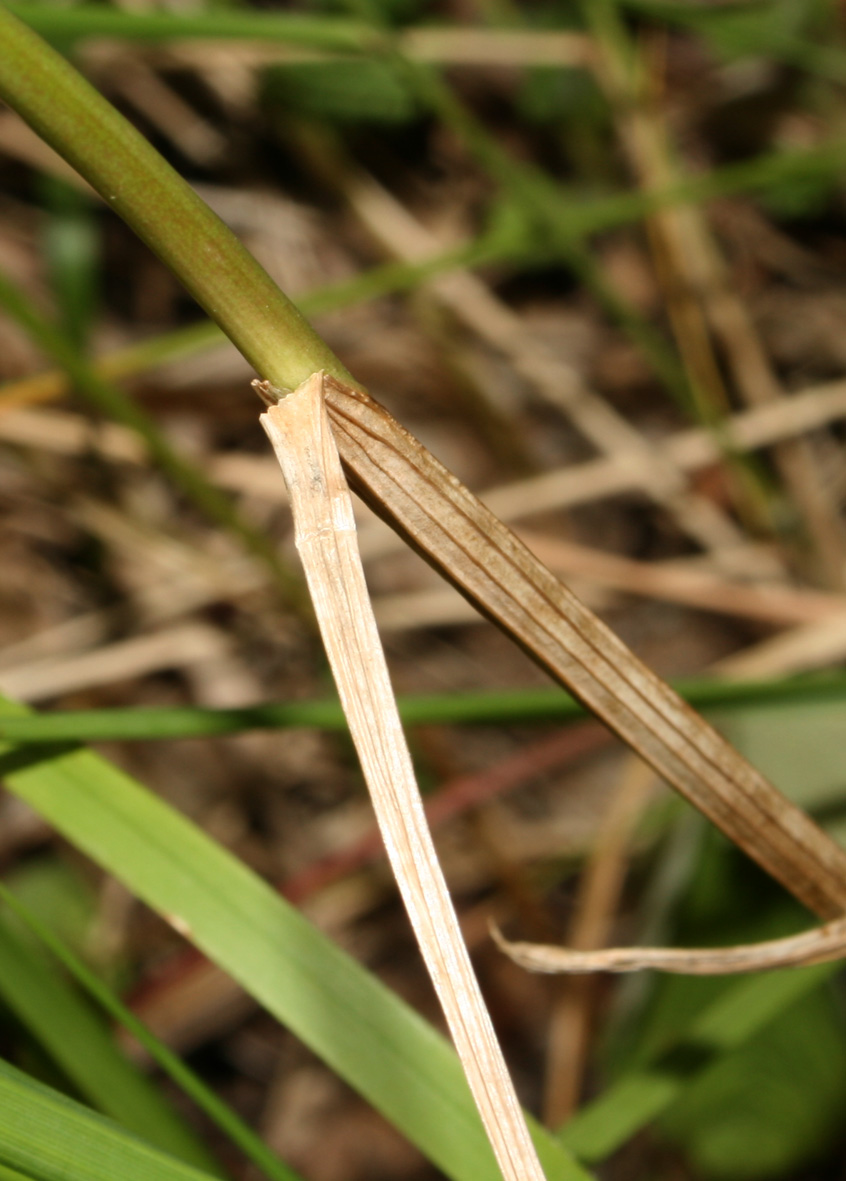 Allium longispathum (=Allium paniculatum) / Aglio a pannocchia