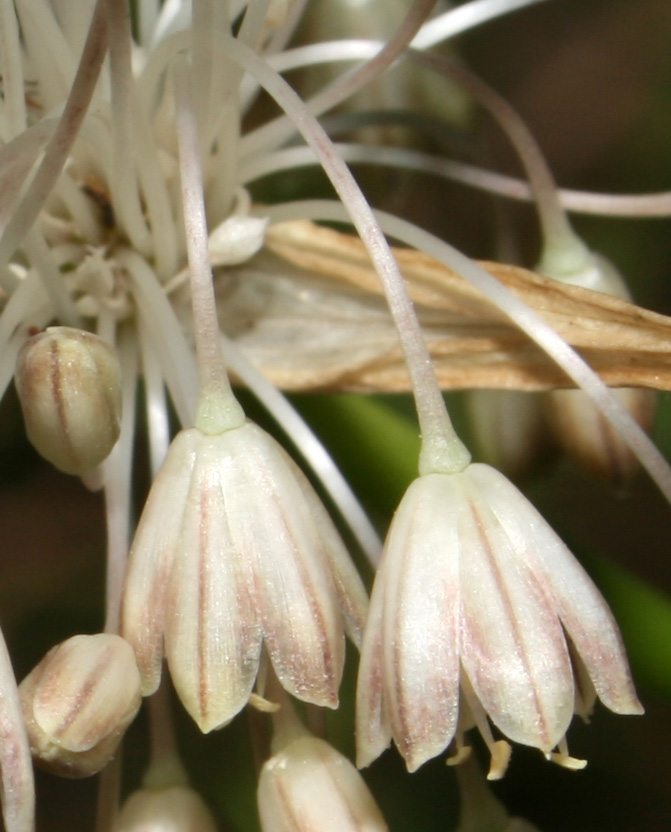 Allium longispathum (=Allium paniculatum) / Aglio a pannocchia