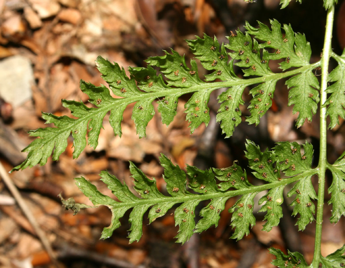 Dryopteris dilatata / Felce dilatata