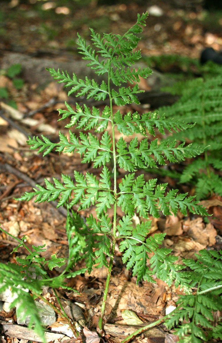Dryopteris dilatata / Felce dilatata