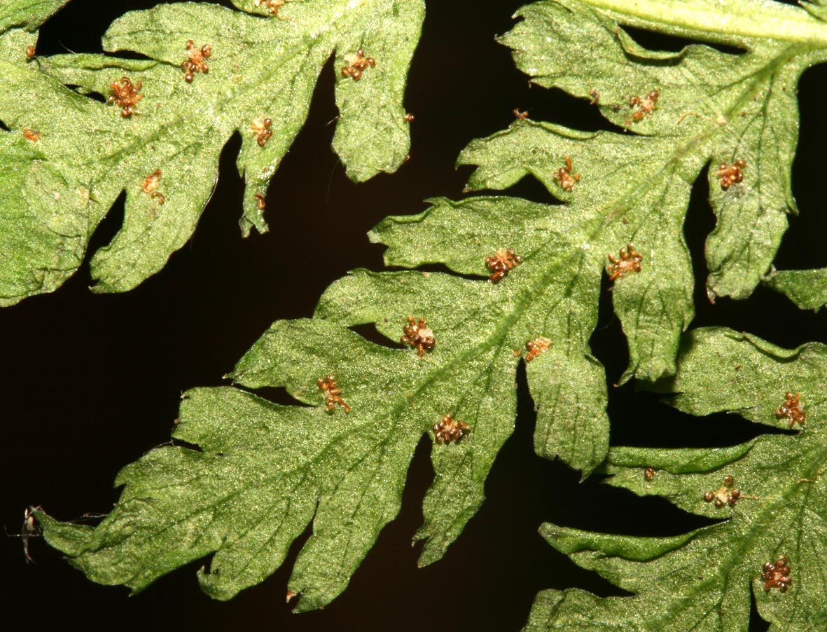 Dryopteris dilatata / Felce dilatata
