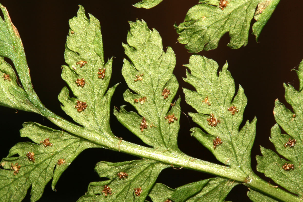 Dryopteris dilatata / Felce dilatata