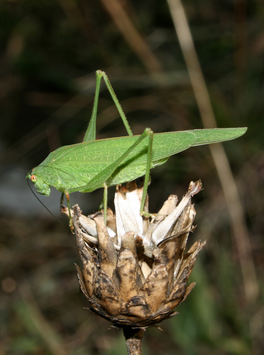 verde verde: Phaneroptera nana