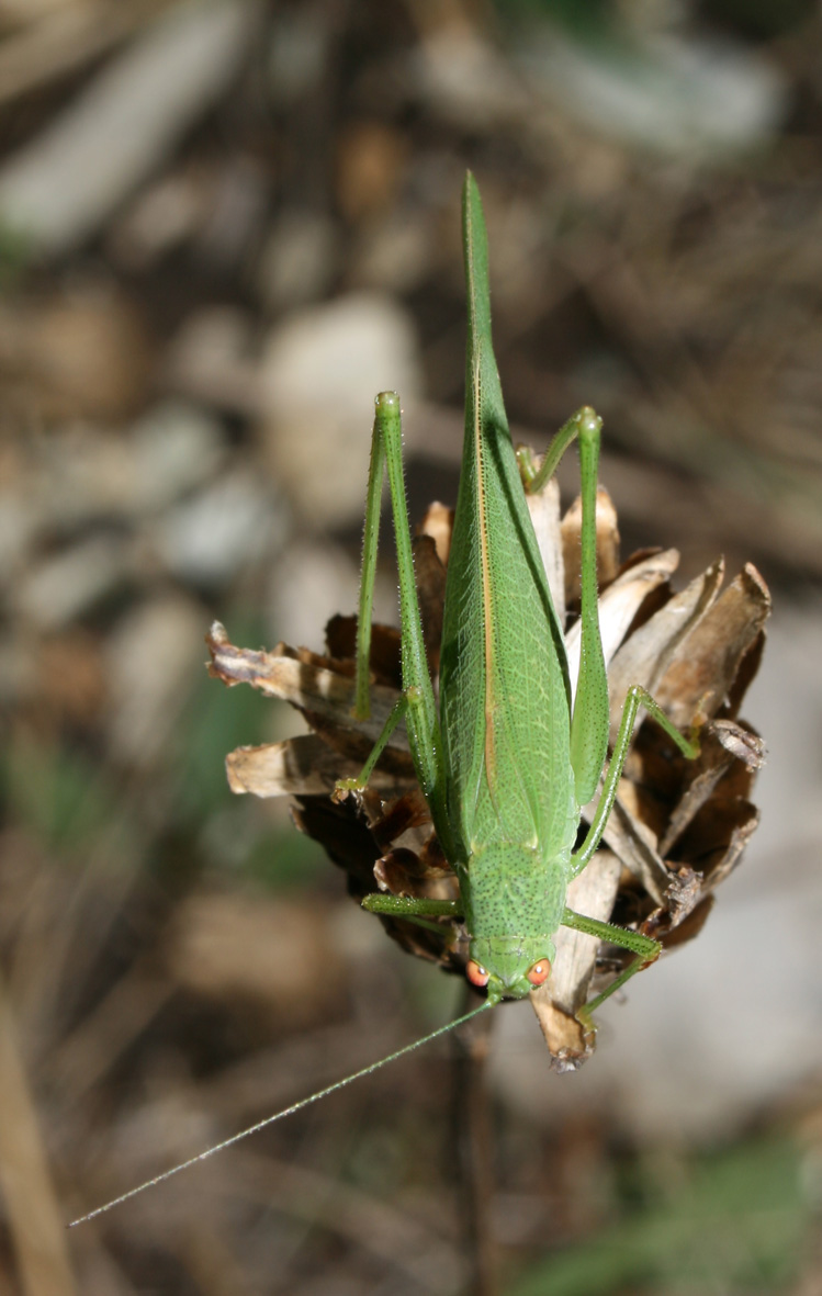 verde verde: Phaneroptera nana