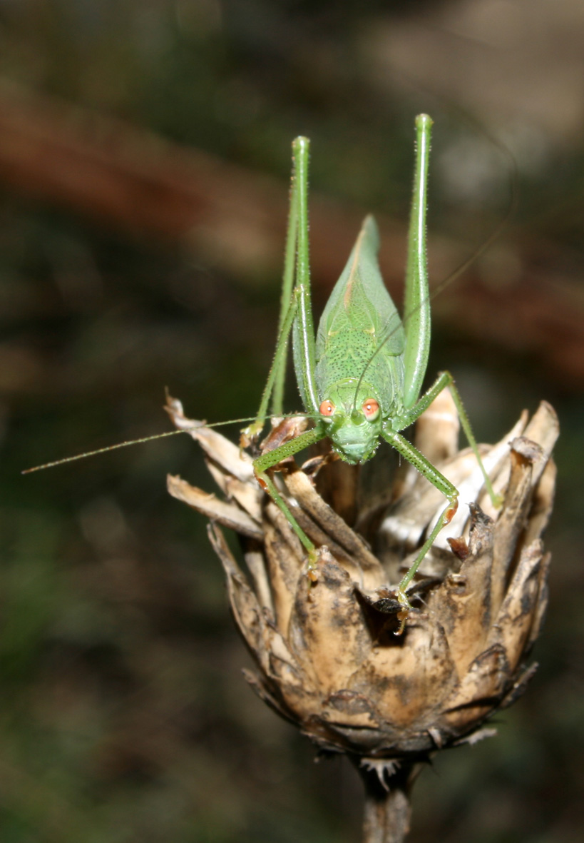 verde verde: Phaneroptera nana