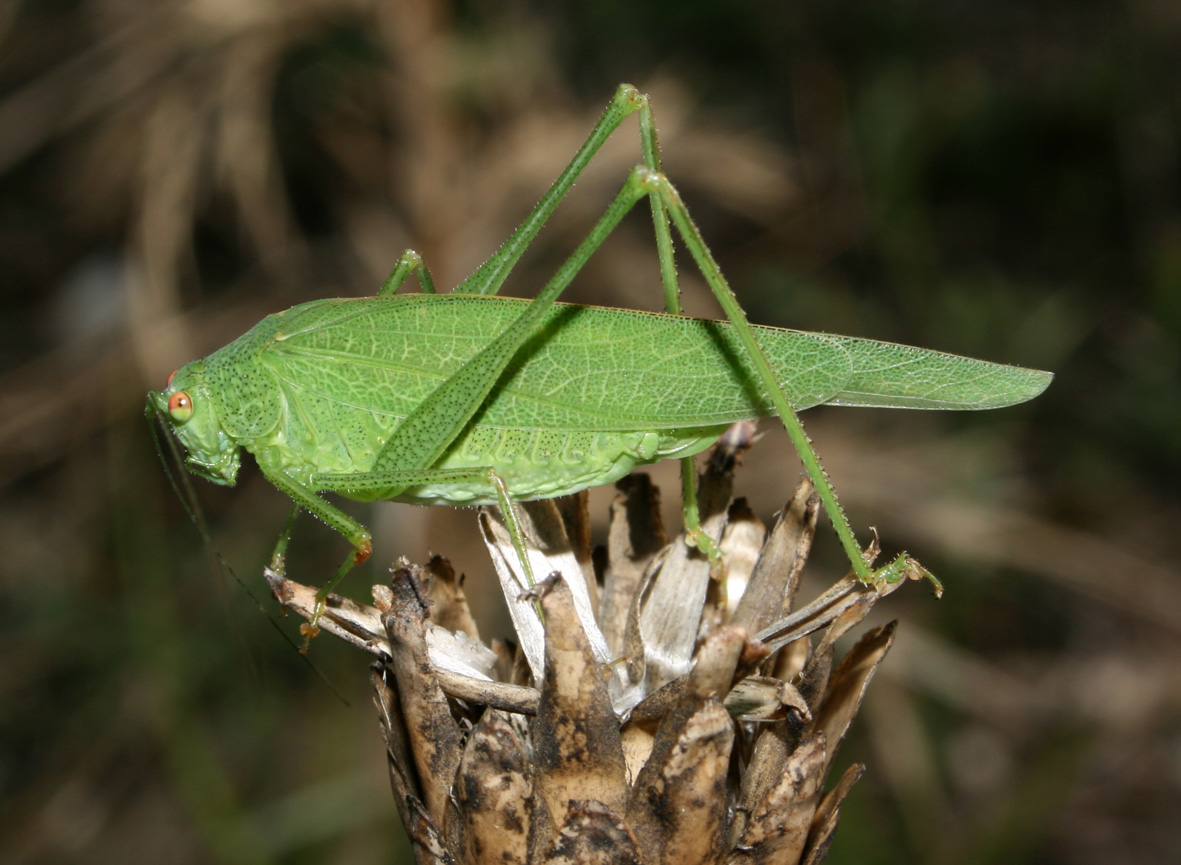 verde verde: Phaneroptera nana