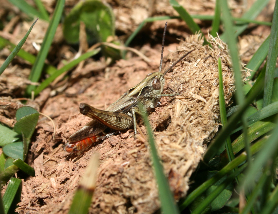 cavalletta appenninica (Centro): Ch. (G.)  cf. rubratibialis