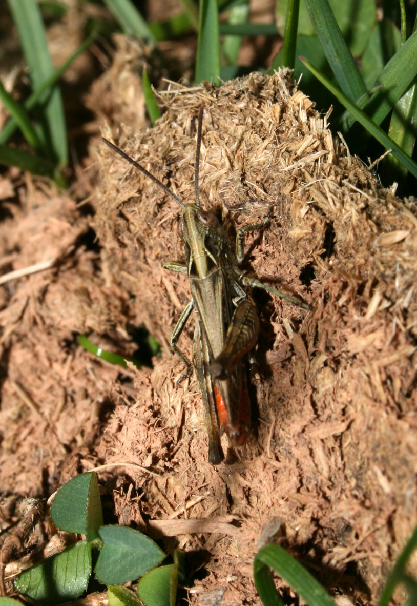 cavalletta appenninica (Centro): Ch. (G.)  cf. rubratibialis