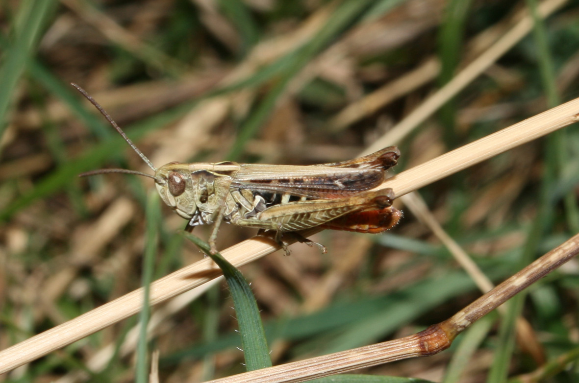 cavalletta appenninica (Centro): Ch. (G.)  cf. rubratibialis