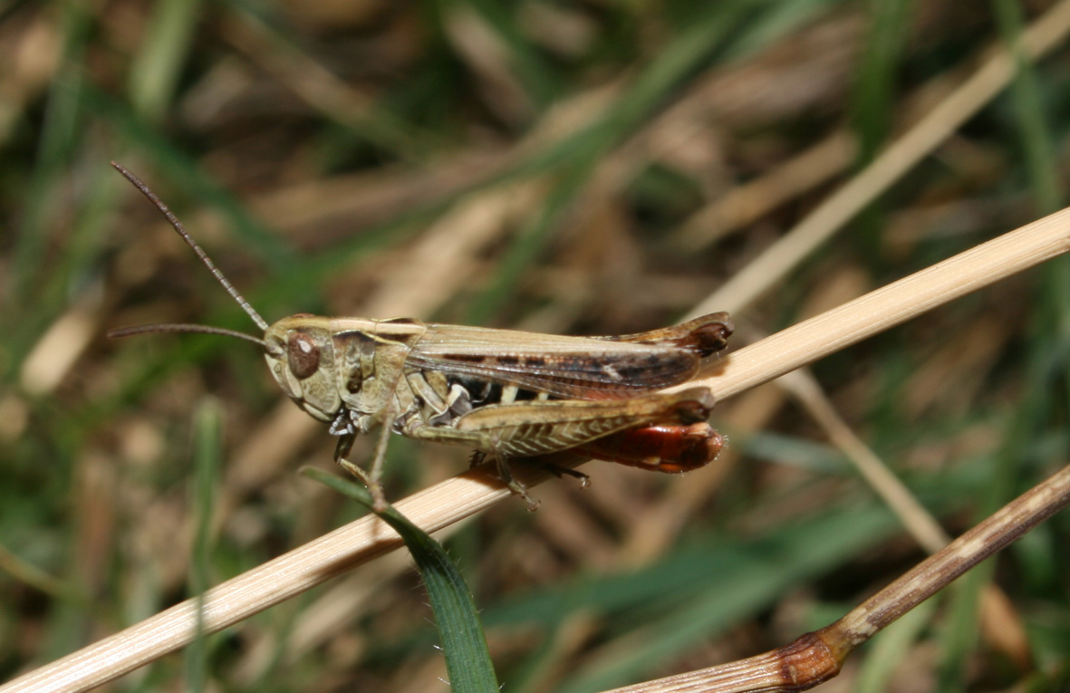 cavalletta appenninica (Centro): Ch. (G.)  cf. rubratibialis