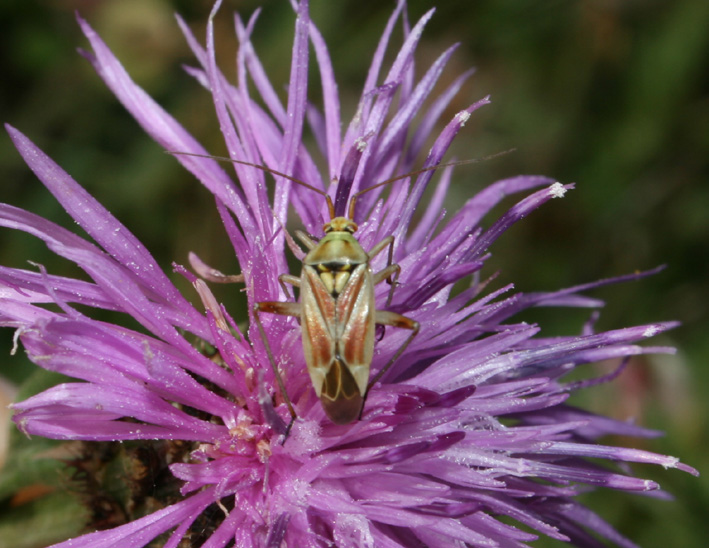 Calocoris roseomaculatus