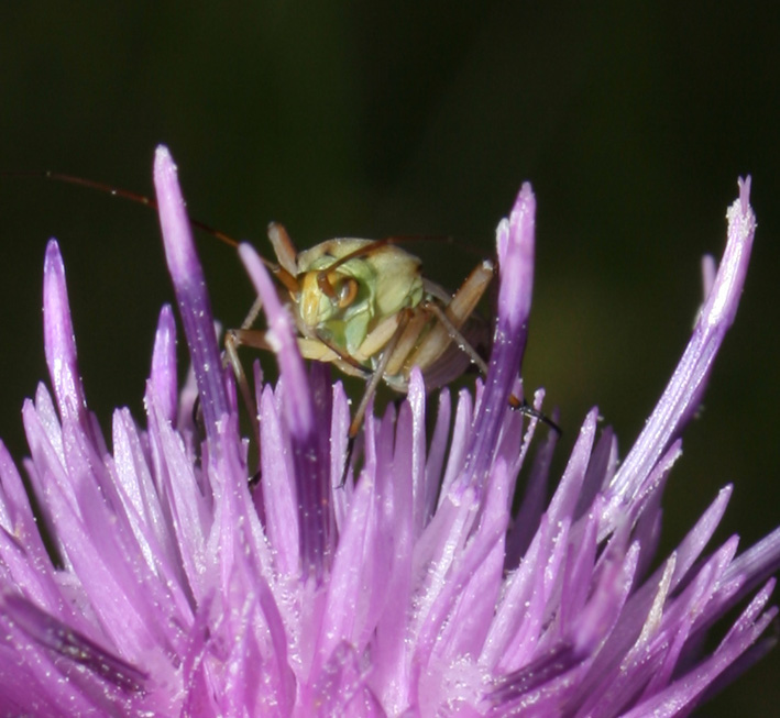 Calocoris roseomaculatus