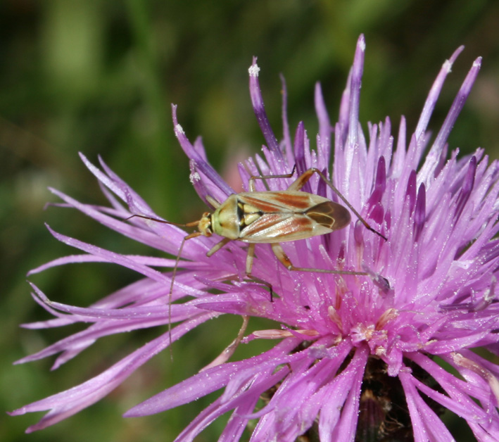 Calocoris roseomaculatus