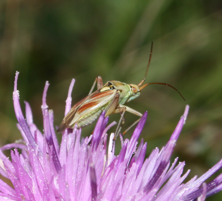 Calocoris roseomaculatus