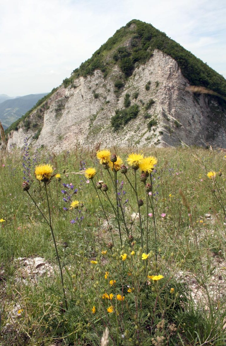 Centaurea rupestris / Fiordaliso giallo