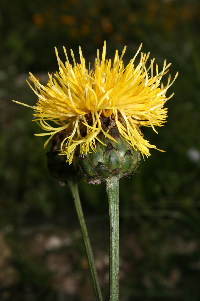 Centaurea rupestris / Fiordaliso giallo