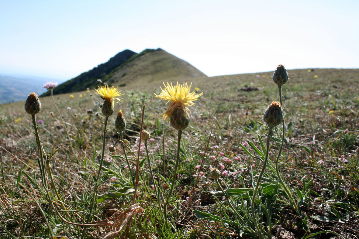 Centaurea rupestris / Fiordaliso giallo